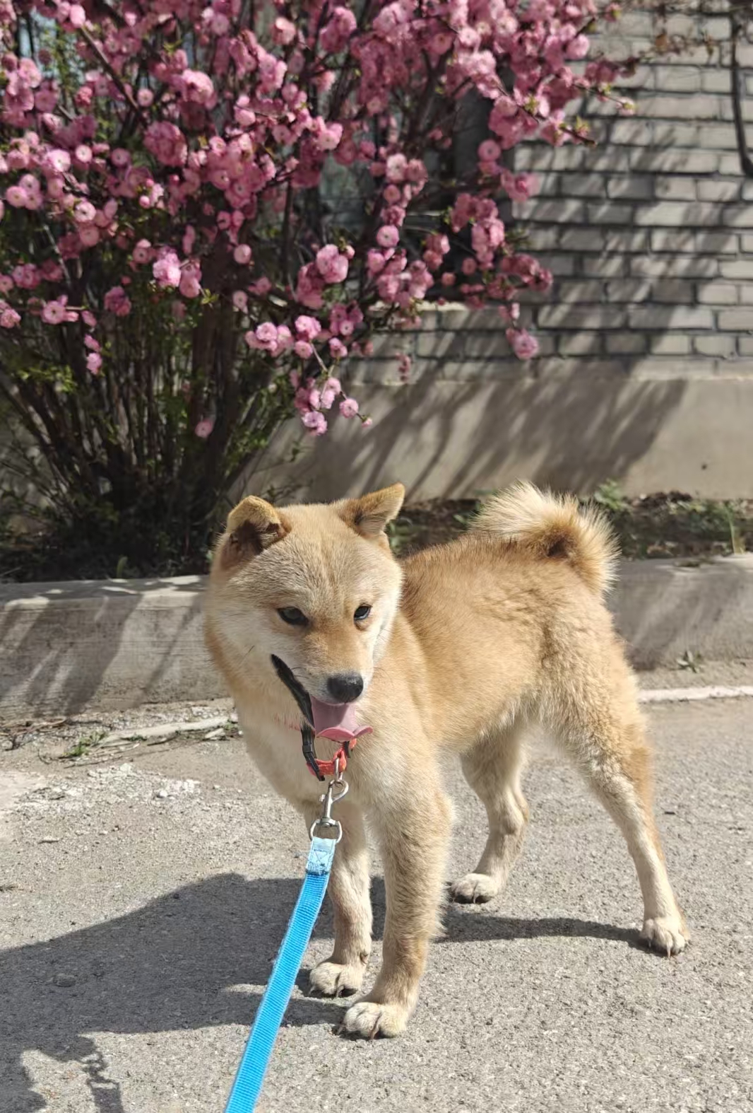 纯种高品质8个月小体柴犬新母